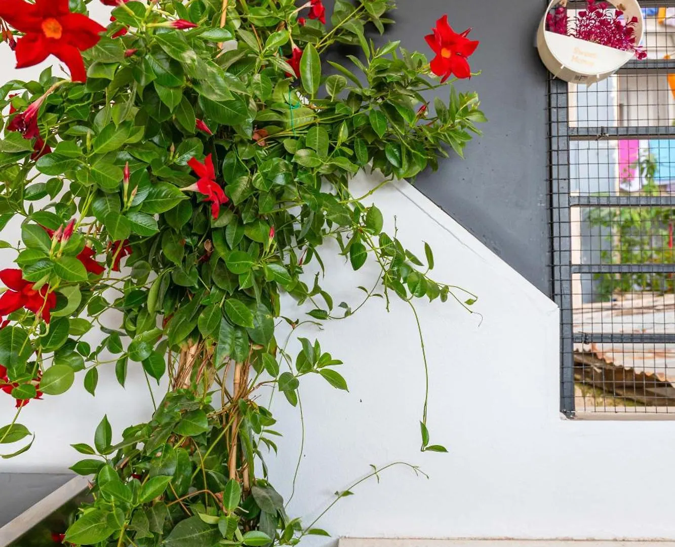 Mato Luxury Apartments Saranda